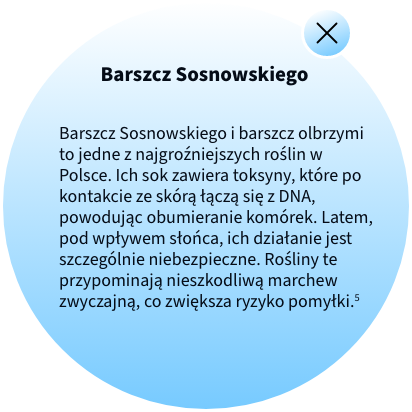 Barszcz Sosnowskiego