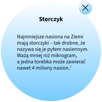 Storczyk